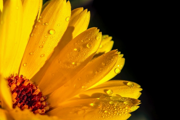 Nature blossom plant photography Photo