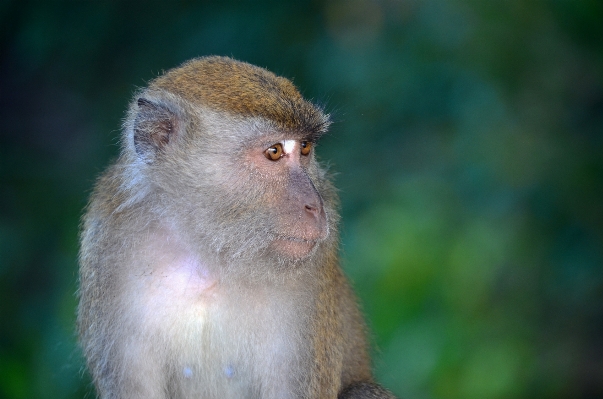 Foto Natura foresta animale carino