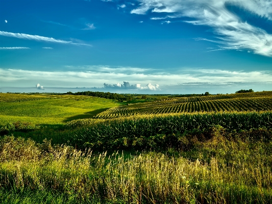 Landscape nature grass horizon Photo