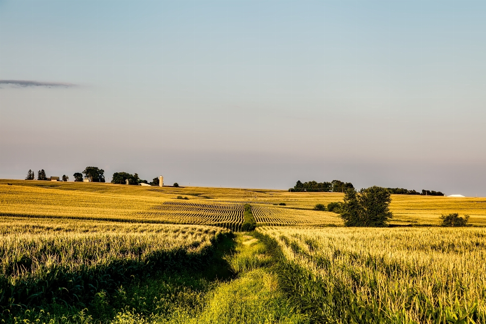 Paysage nature herbe horizon