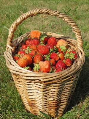 Branch plant fruit berry Photo