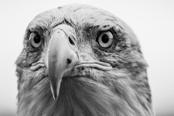 Foto Alam burung sayap hitam dan putih
