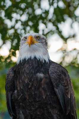 Foto Natura uccello ala animali selvatici