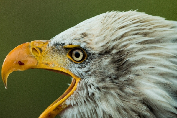 Foto Natura uccello ala animali selvatici