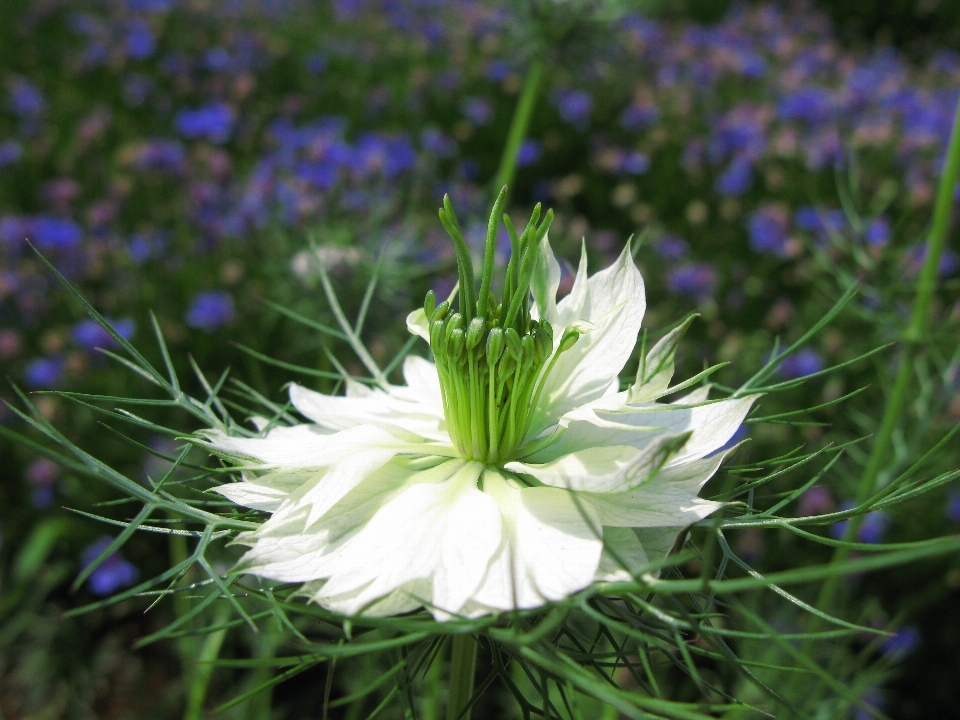 Grass plant white meadow