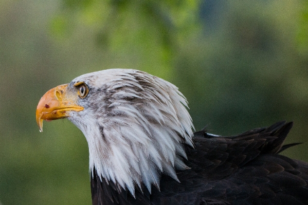 Foto Natura uccello ala animali selvatici