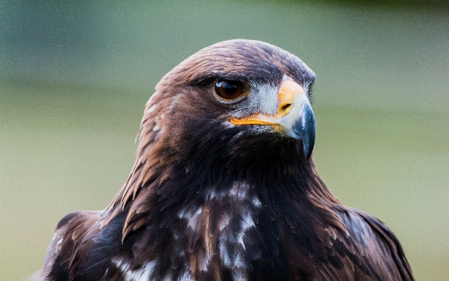 Natur vogel flügel fliege Foto