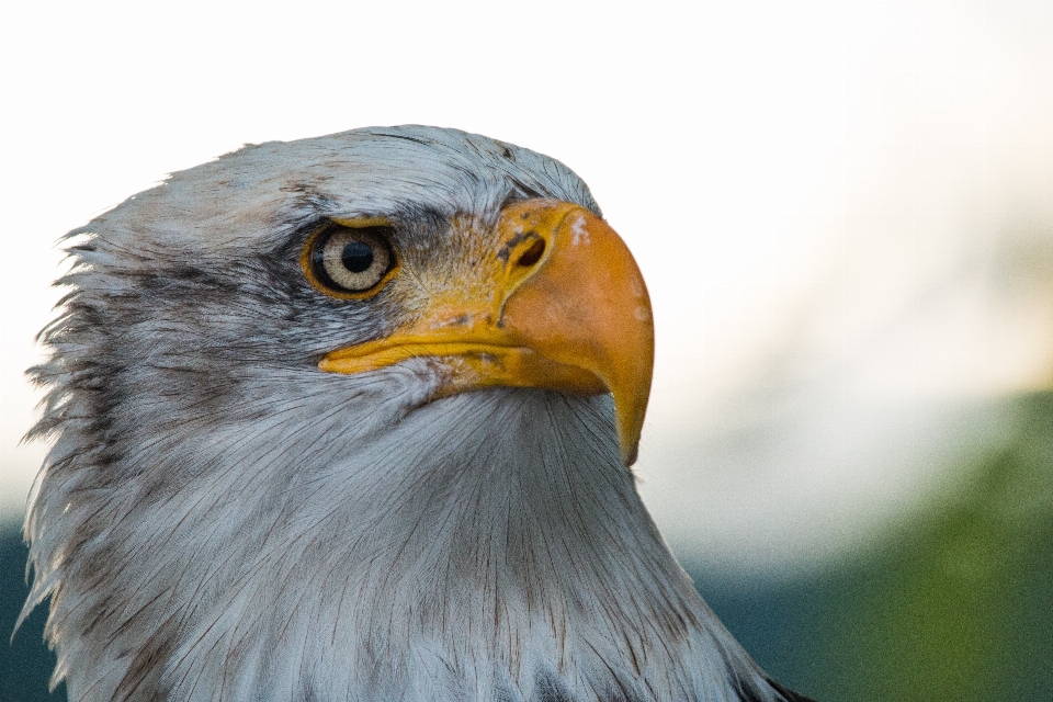 Natura uccello ala animali selvatici