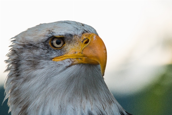 Foto Natura uccello ala animali selvatici