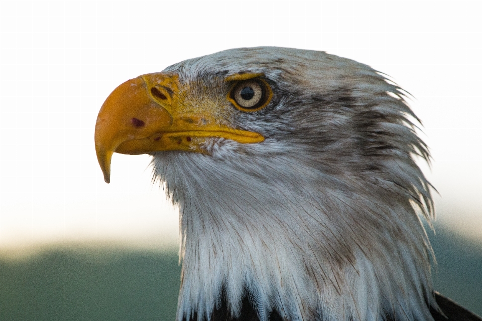 Natura uccello ala animali selvatici