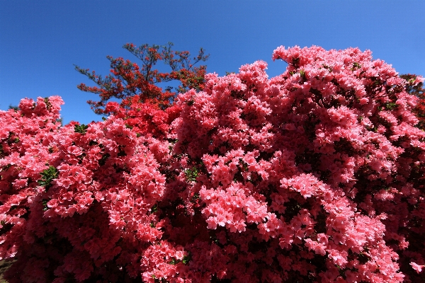 Foto Albero ramo fiore pianta