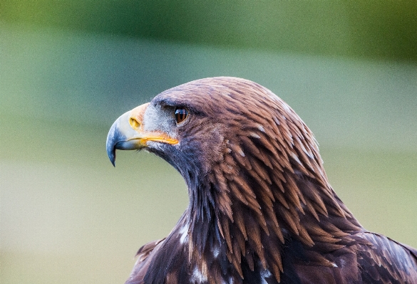 Foto Alam burung sayap terbang