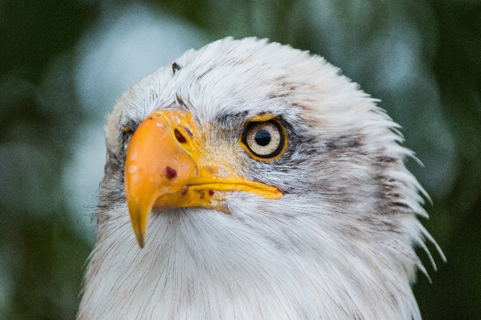 Natureza pássaro asa animais selvagens