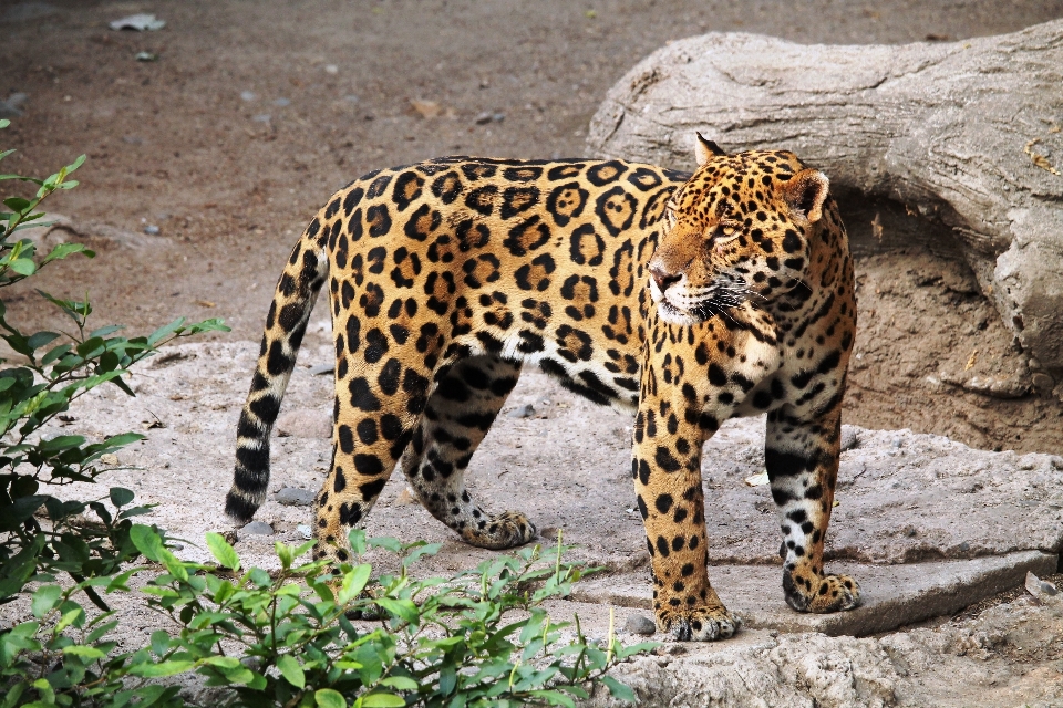 Natur tier tierwelt zoo