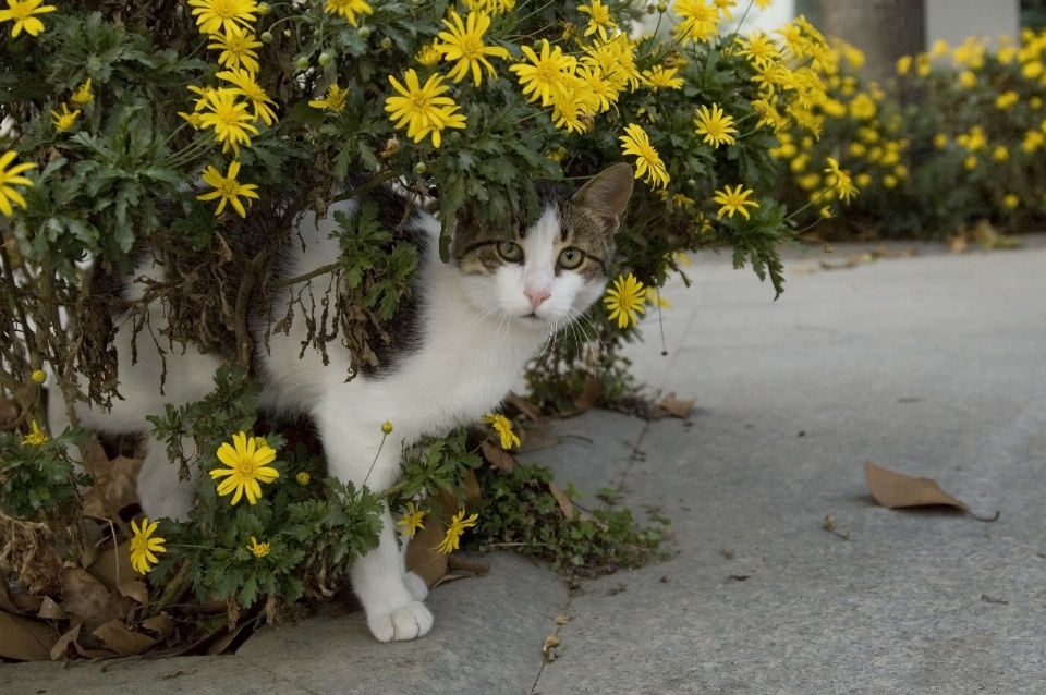 街 甘い 花 動物