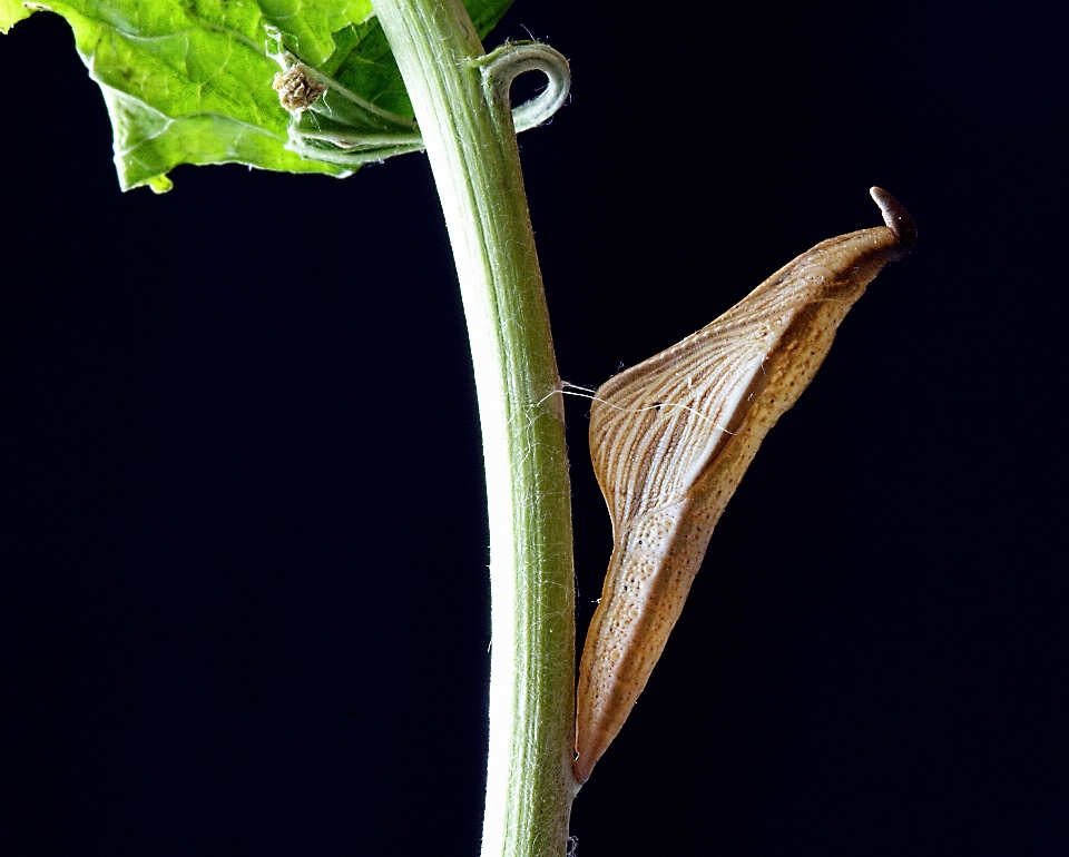 Ramo pianta foglia fiore