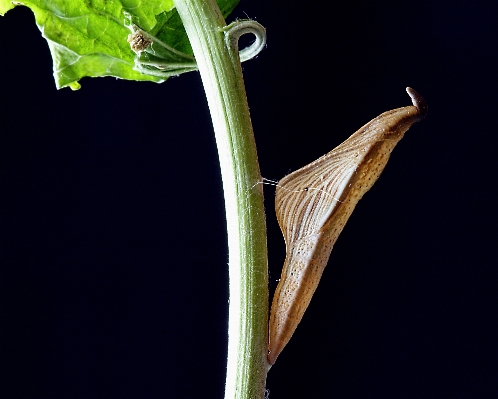 Foto Ramo pianta foglia fiore