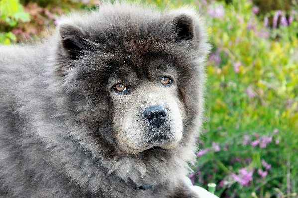 Görüş köpek evcil hayvan memeli Fotoğraf