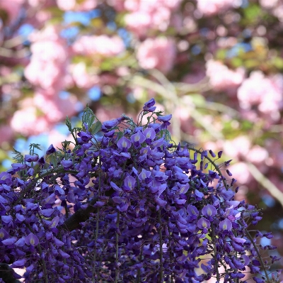 Branch blossom plant flower Photo