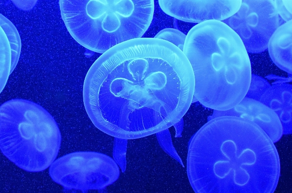 Water underwater biology jellyfish Photo