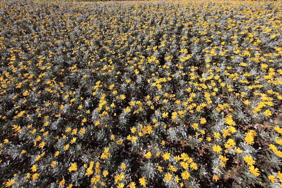 Anlage feld blatt blume