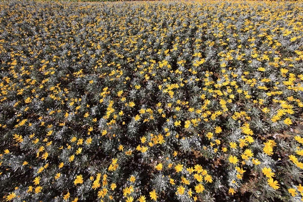 Anlage feld blatt blume Foto