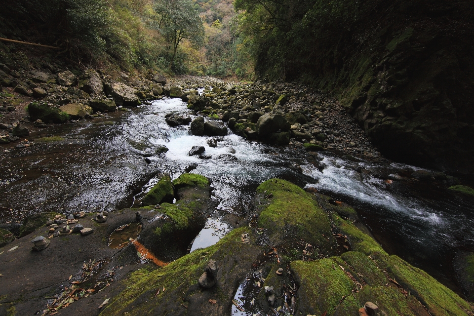 景观 树 水 自然