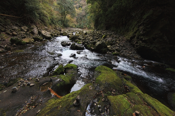 Landscape tree water nature Photo