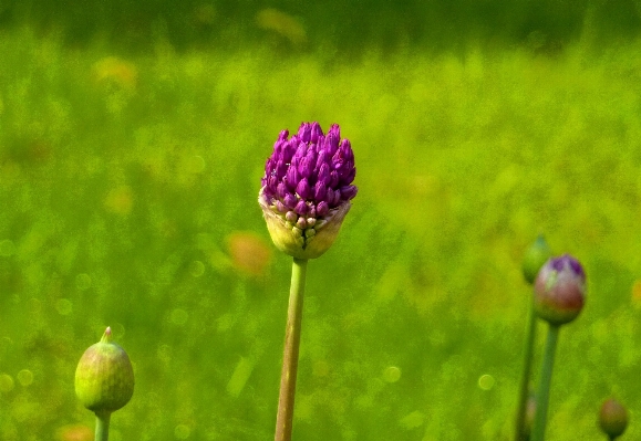 Foto Natura erba fiore pianta