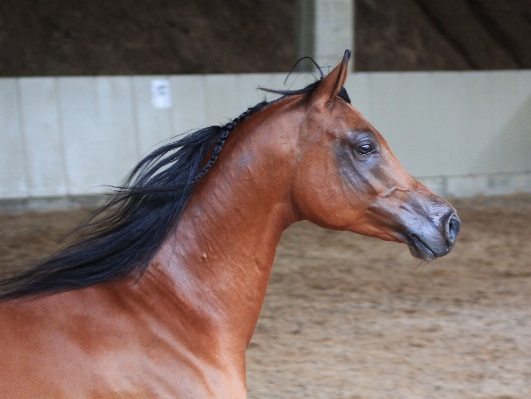 Horse mammal stallion mane Photo