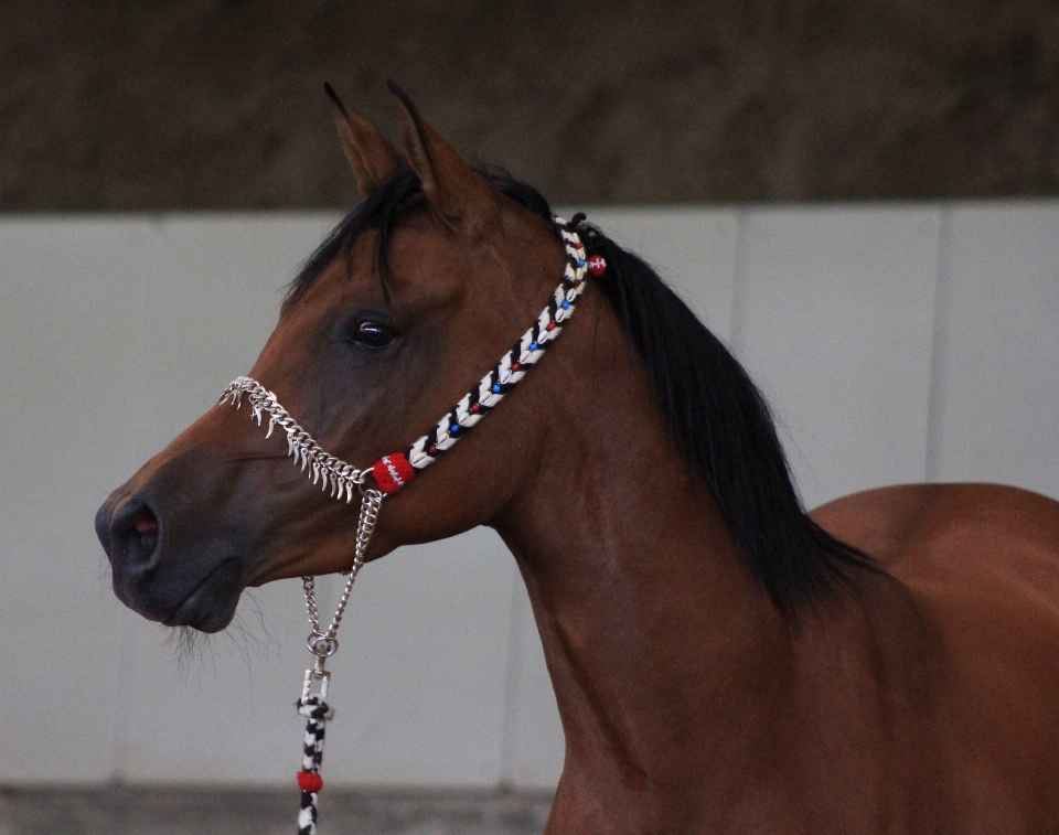 Cheval rêne
 mammifère étalon