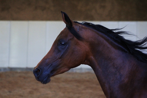 Horse rein mammal stallion Photo