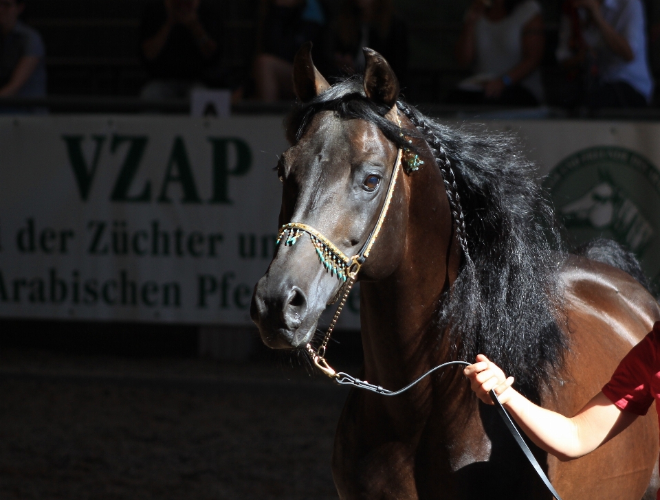 Cheval mammifère étalon crinière
