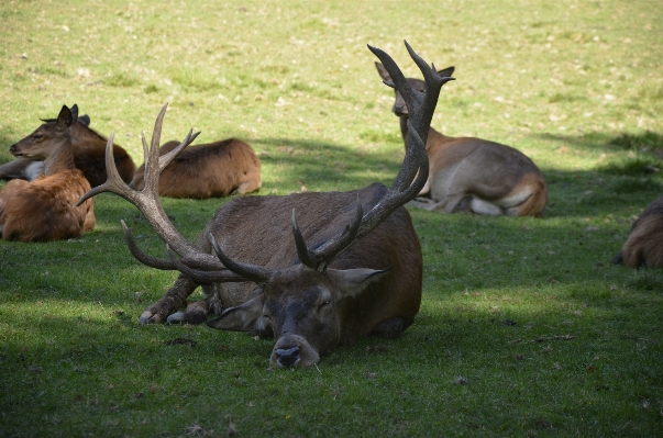 Nature forest grass animal Photo