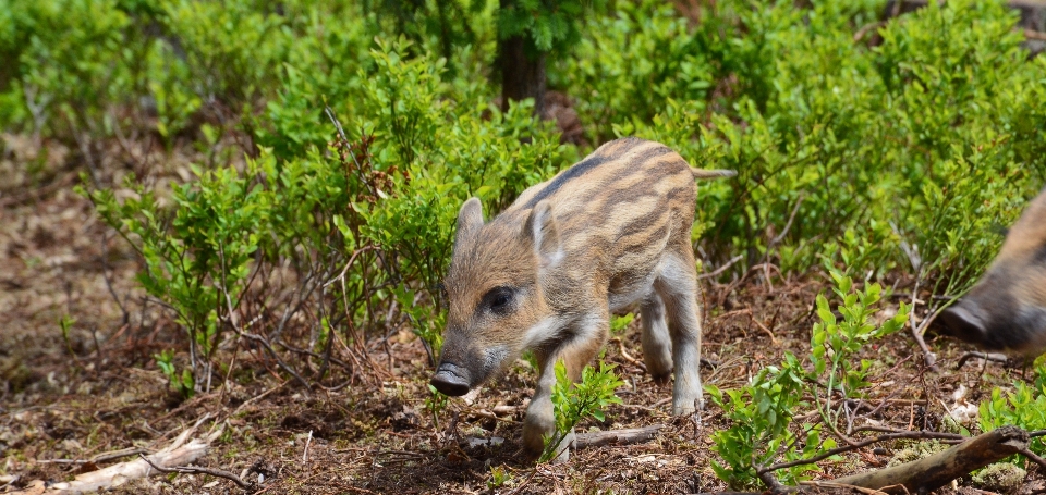 Nature animal faune sauvage