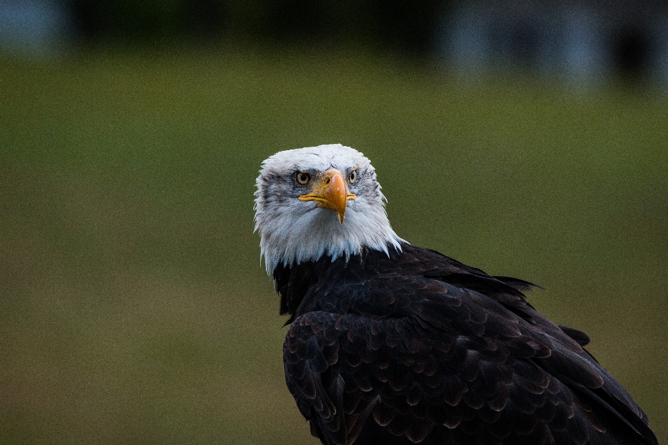 Nature oiseau aile faune