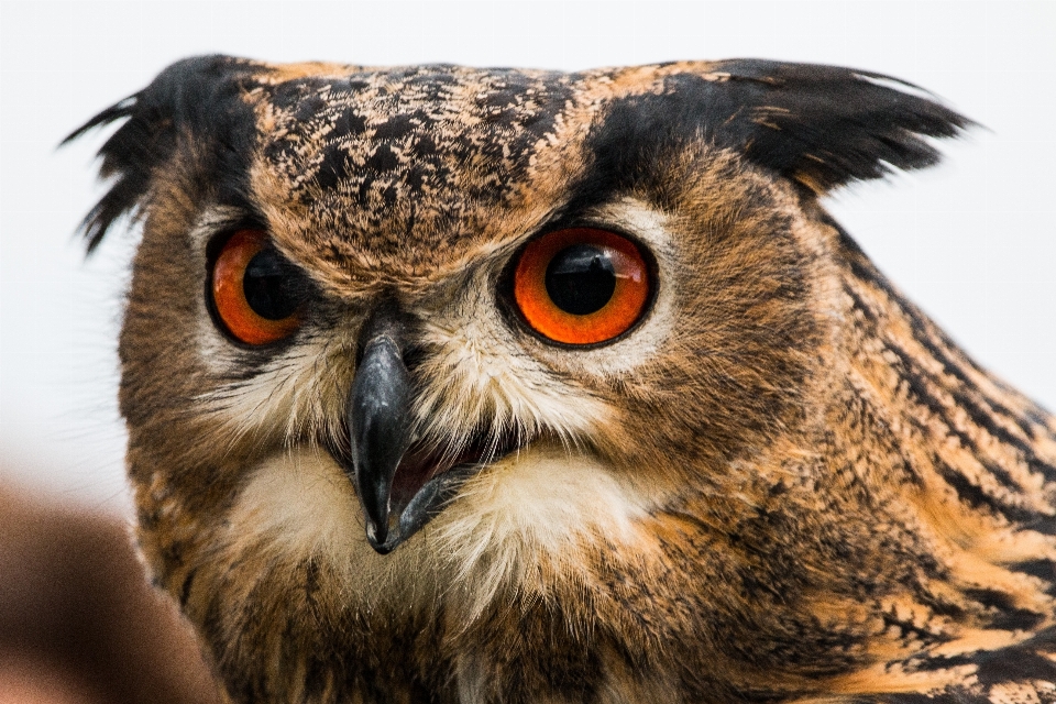 Nature oiseau aile voler