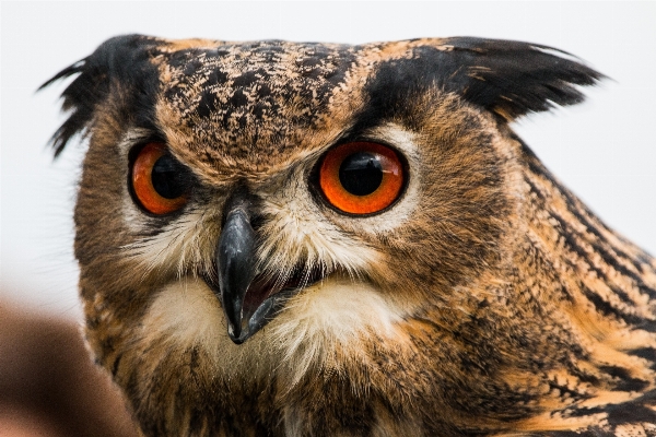 Foto Alam burung sayap terbang