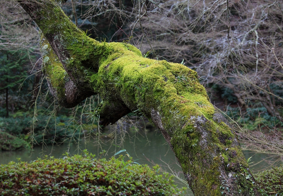 Albero foresta pantano ramo