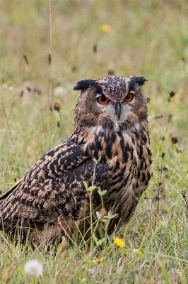 Foto Alam burung terbang margasatwa