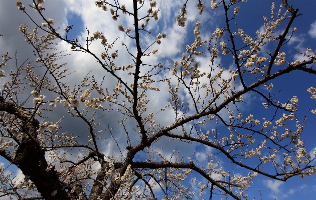 Tree branch blossom winter Photo