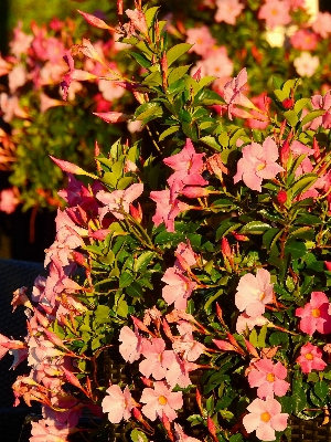 Blossom plant leaf flower Photo