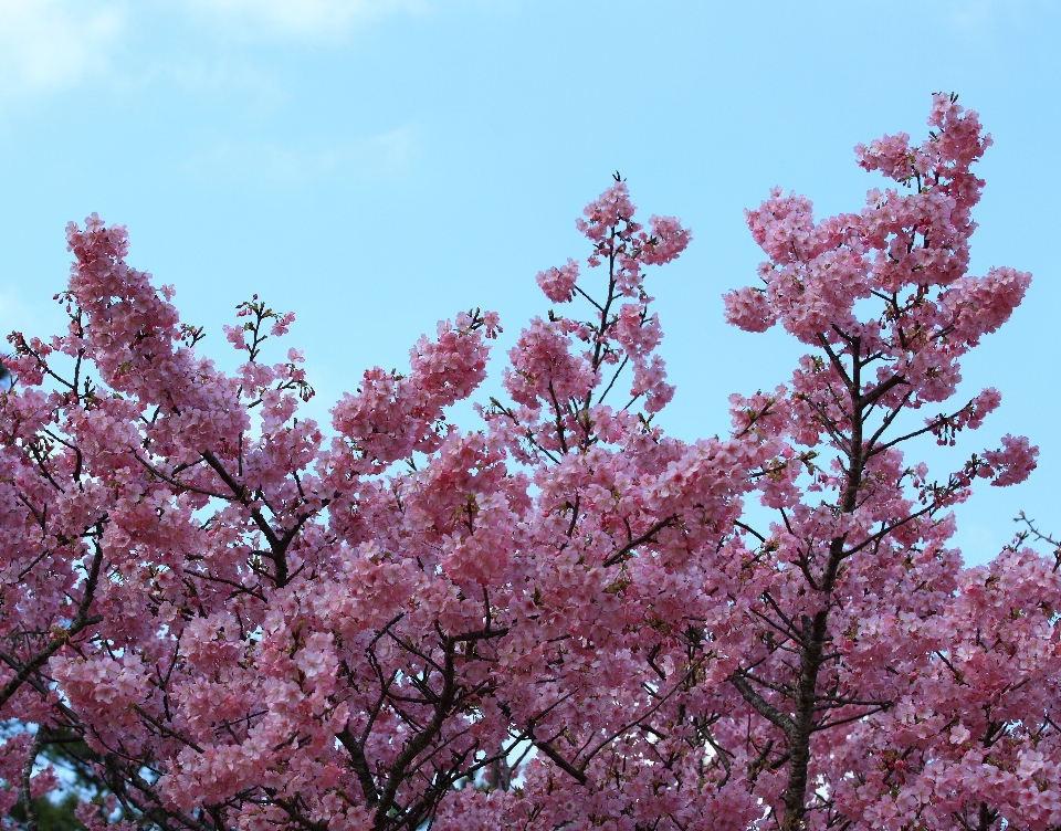 Tree branch blossom plant