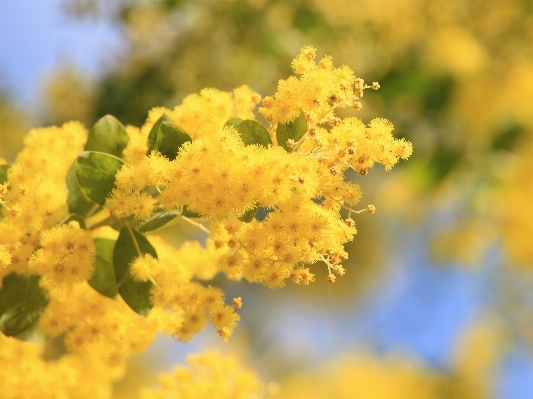 Tree branch blossom plant Photo