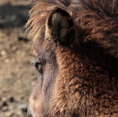 Foto Animais selvagens alto cavalo mamífero