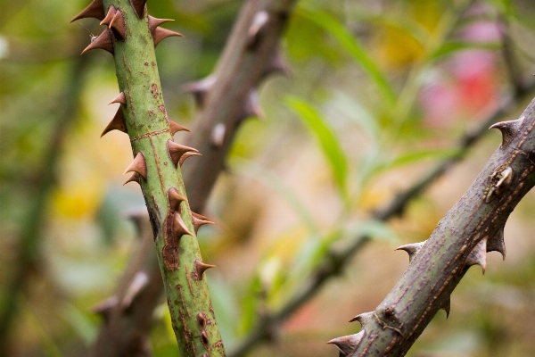 Tree nature branch bird Photo