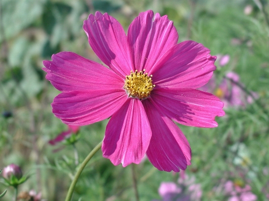 Nature blossom plant cosmos Photo