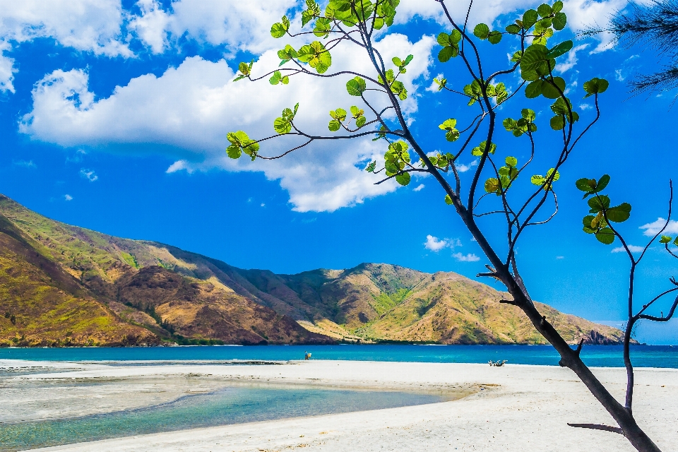 Spiaggia mare costa albero