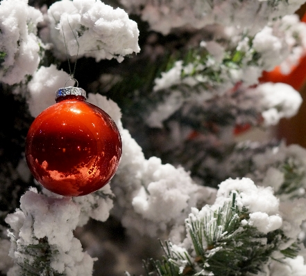 Tree branch snow winter Photo