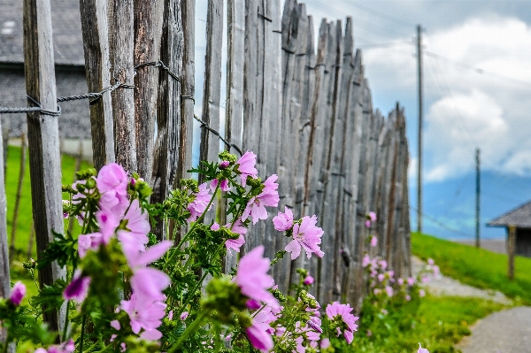 Grass blossom fence plant Photo